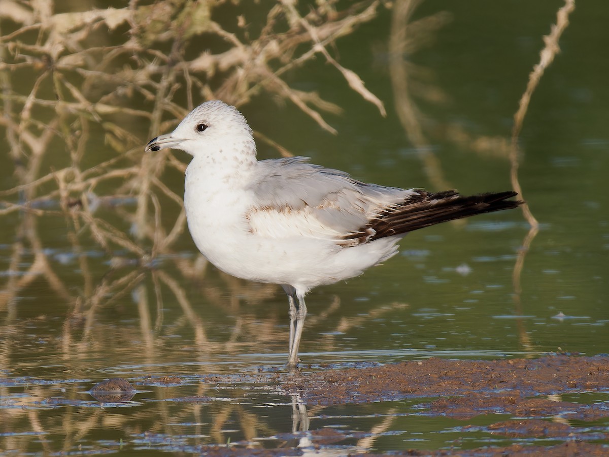 Ring-billed Gull - Pierre Deviche