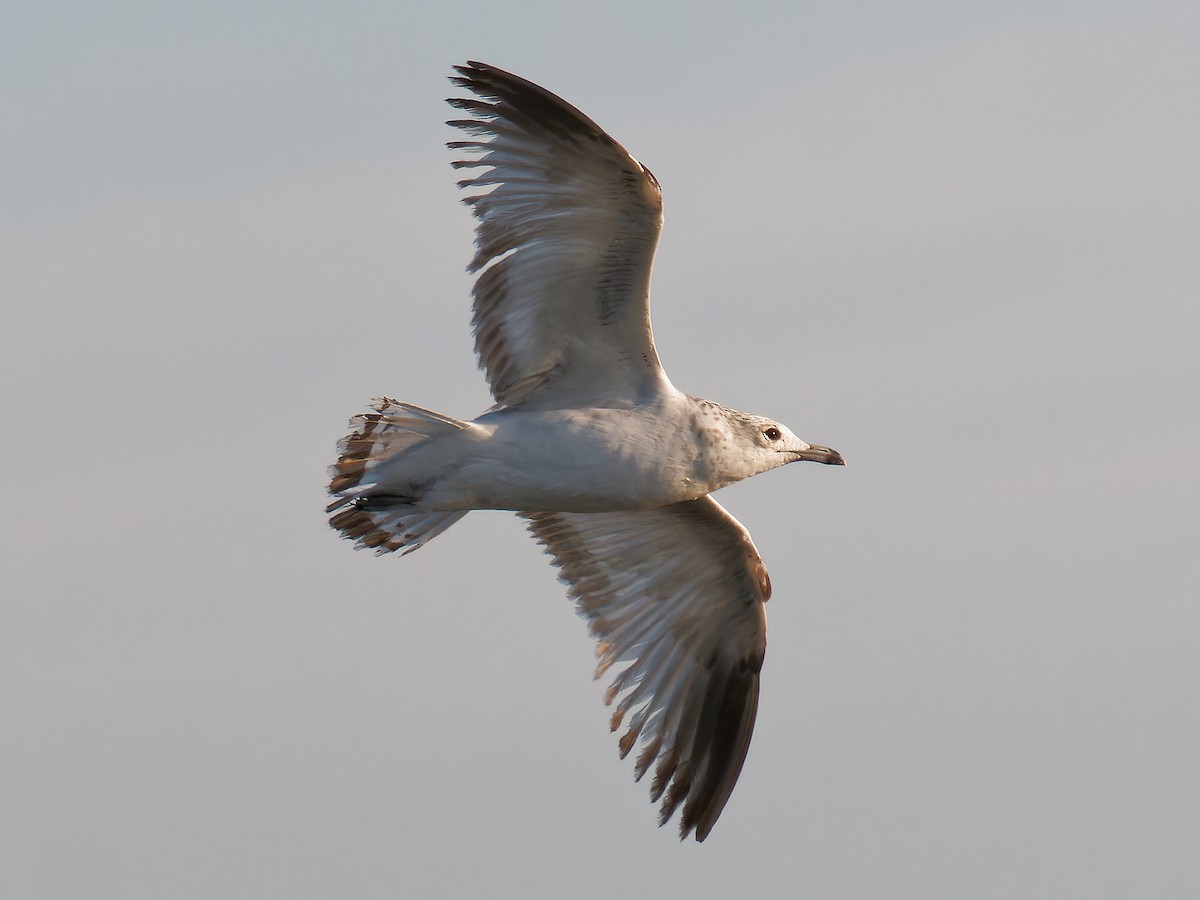 California Gull - Pierre Deviche