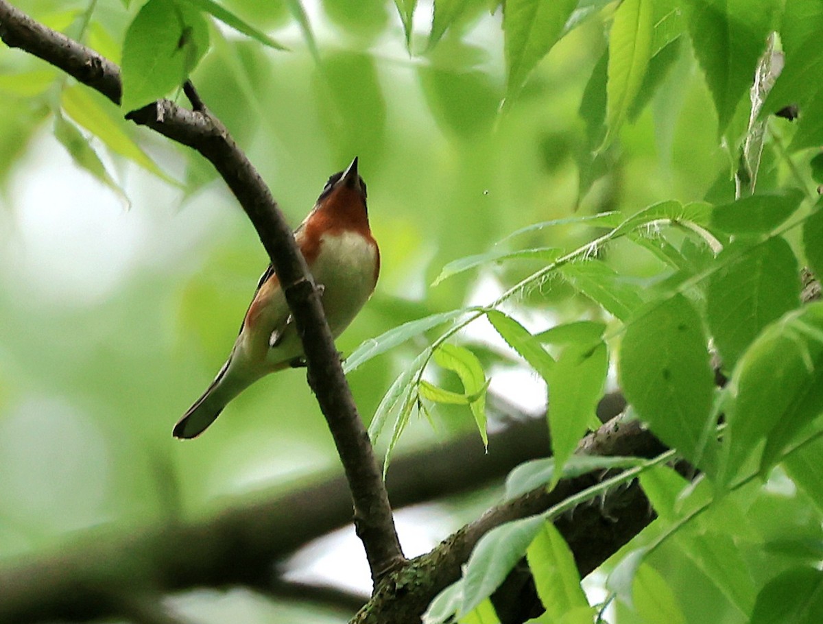 Bay-breasted Warbler - ML619051772