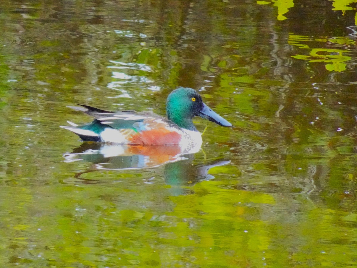 Northern Shoveler - ami horowitz