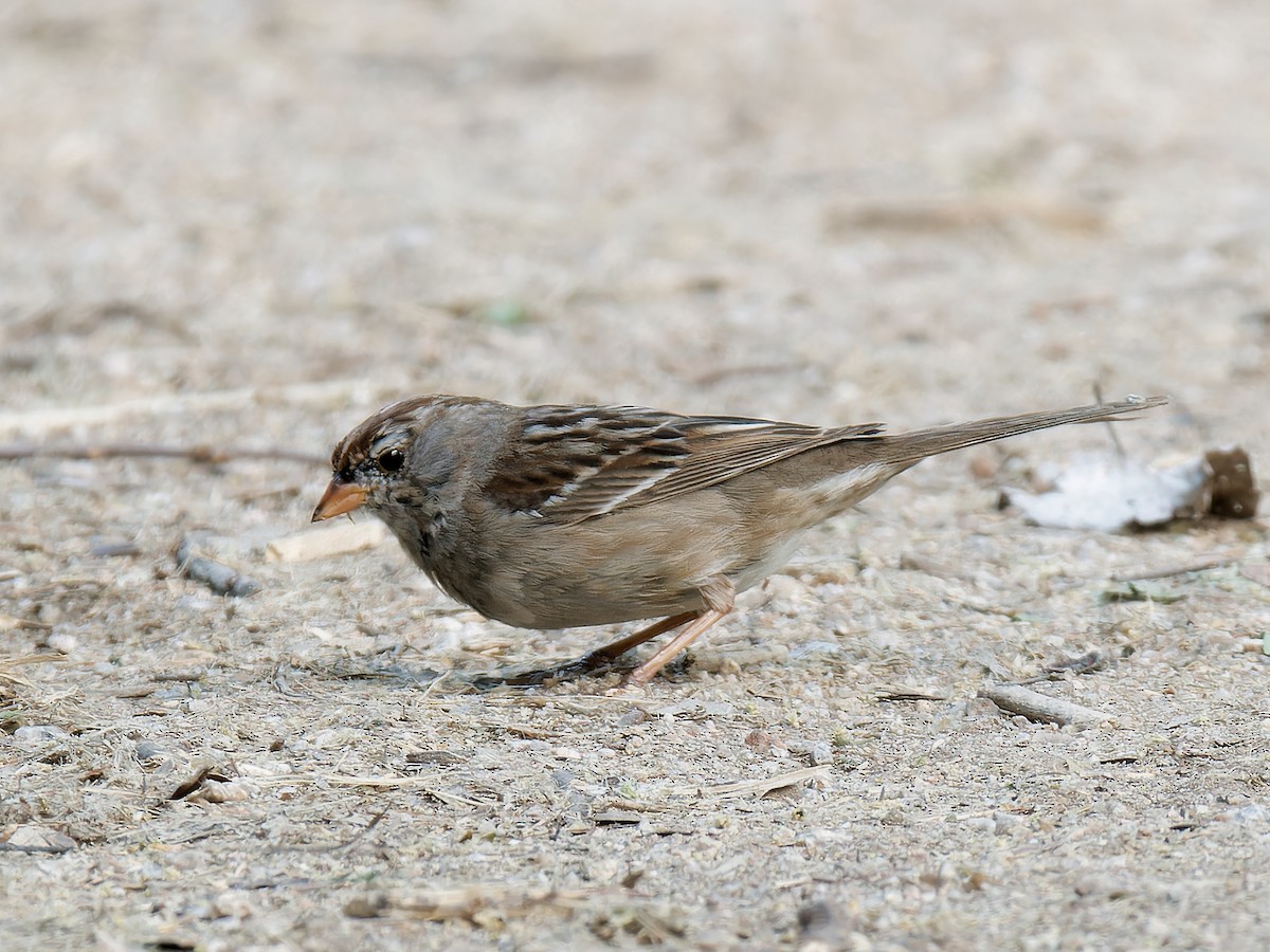 White-crowned Sparrow (Dark-lored) - Pierre Deviche
