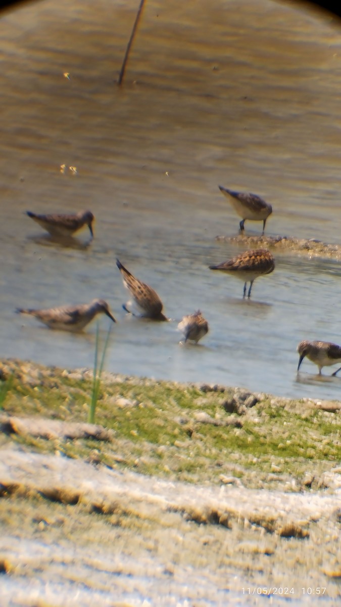 Weißbürzel-Strandläufer - ML619051796