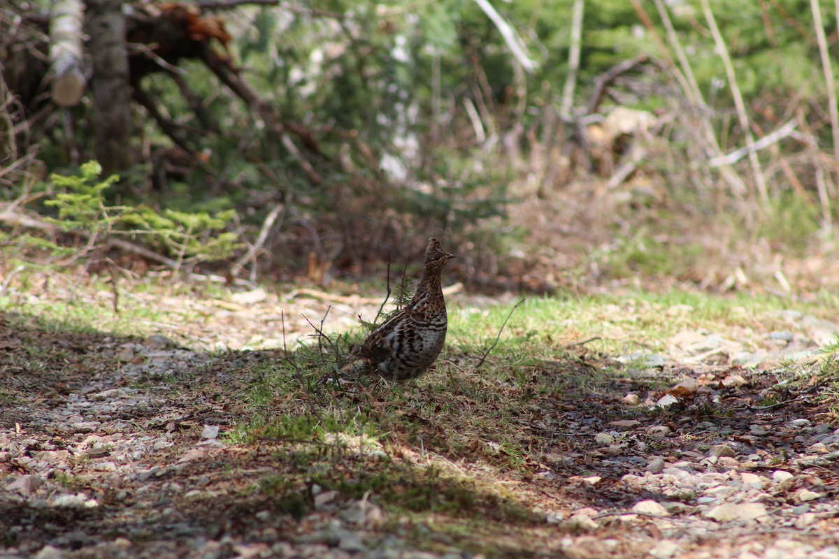 Ruffed Grouse - ML619051808