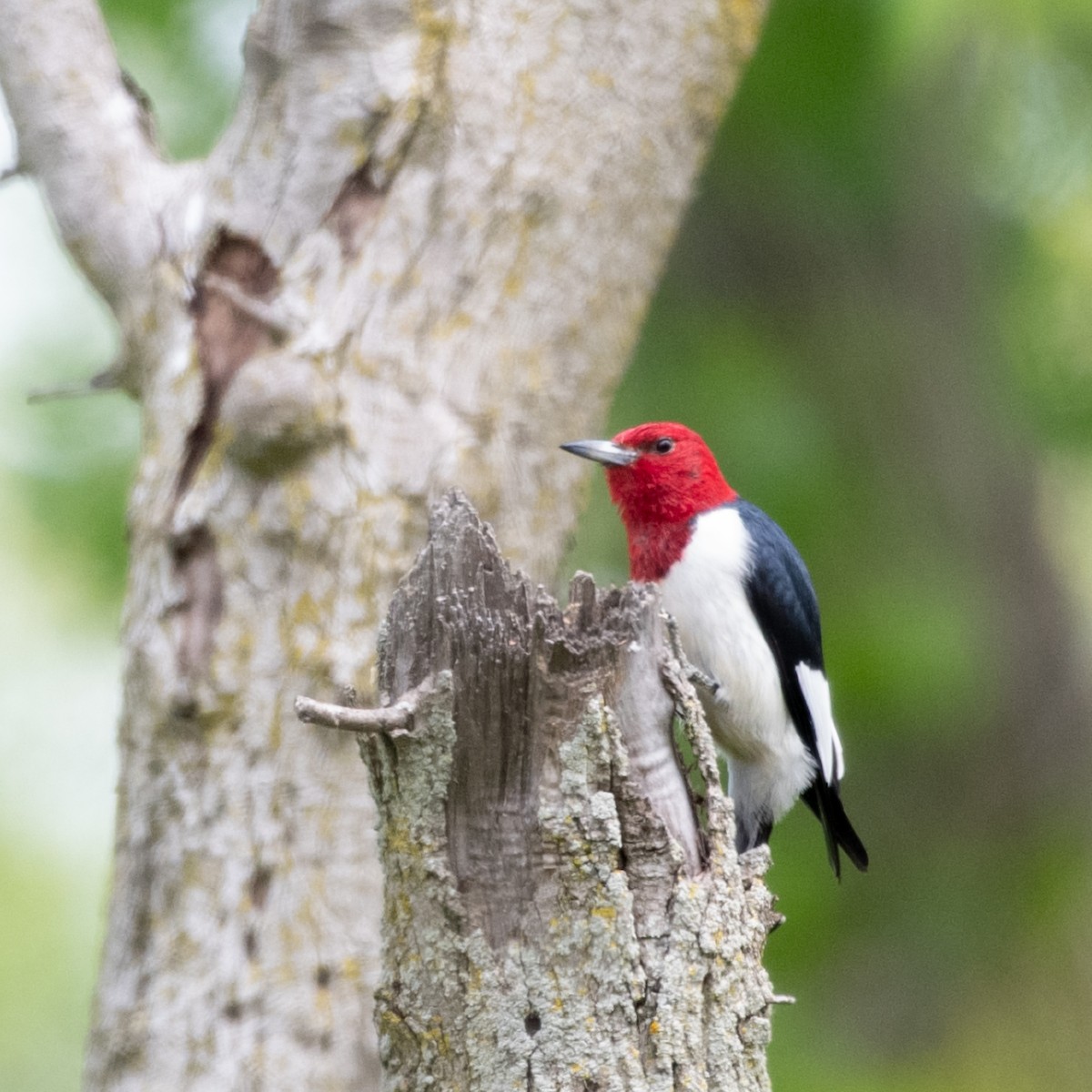 Red-headed Woodpecker - Susan Nishio