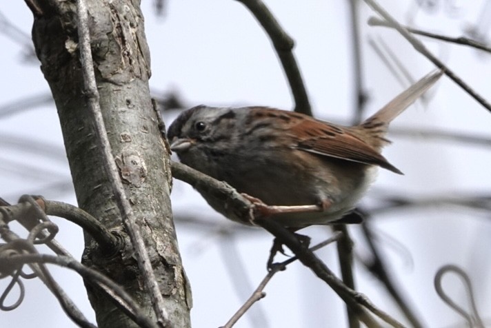 Swamp Sparrow - Adrian Fenton
