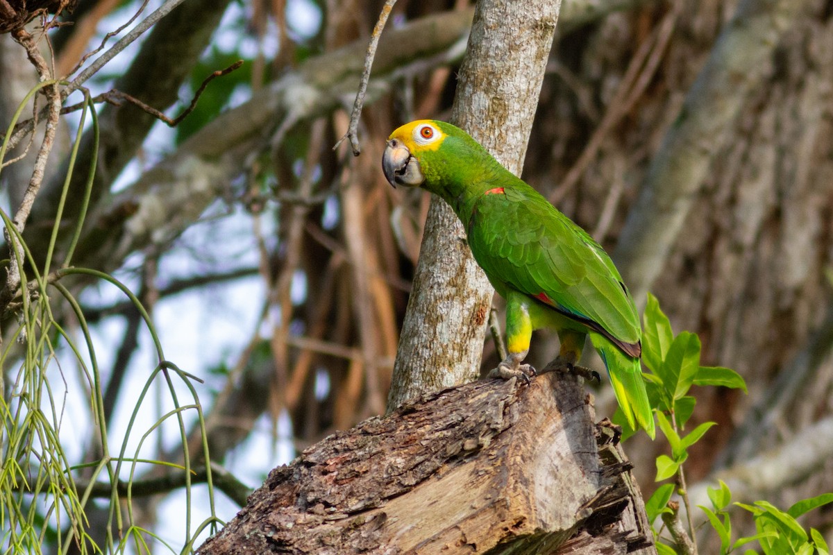 Yellow-crowned Parrot - Oswaldo Hernández Sánchez