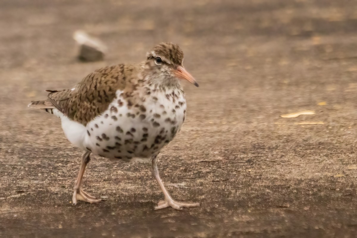 Spotted Sandpiper - ML619051863