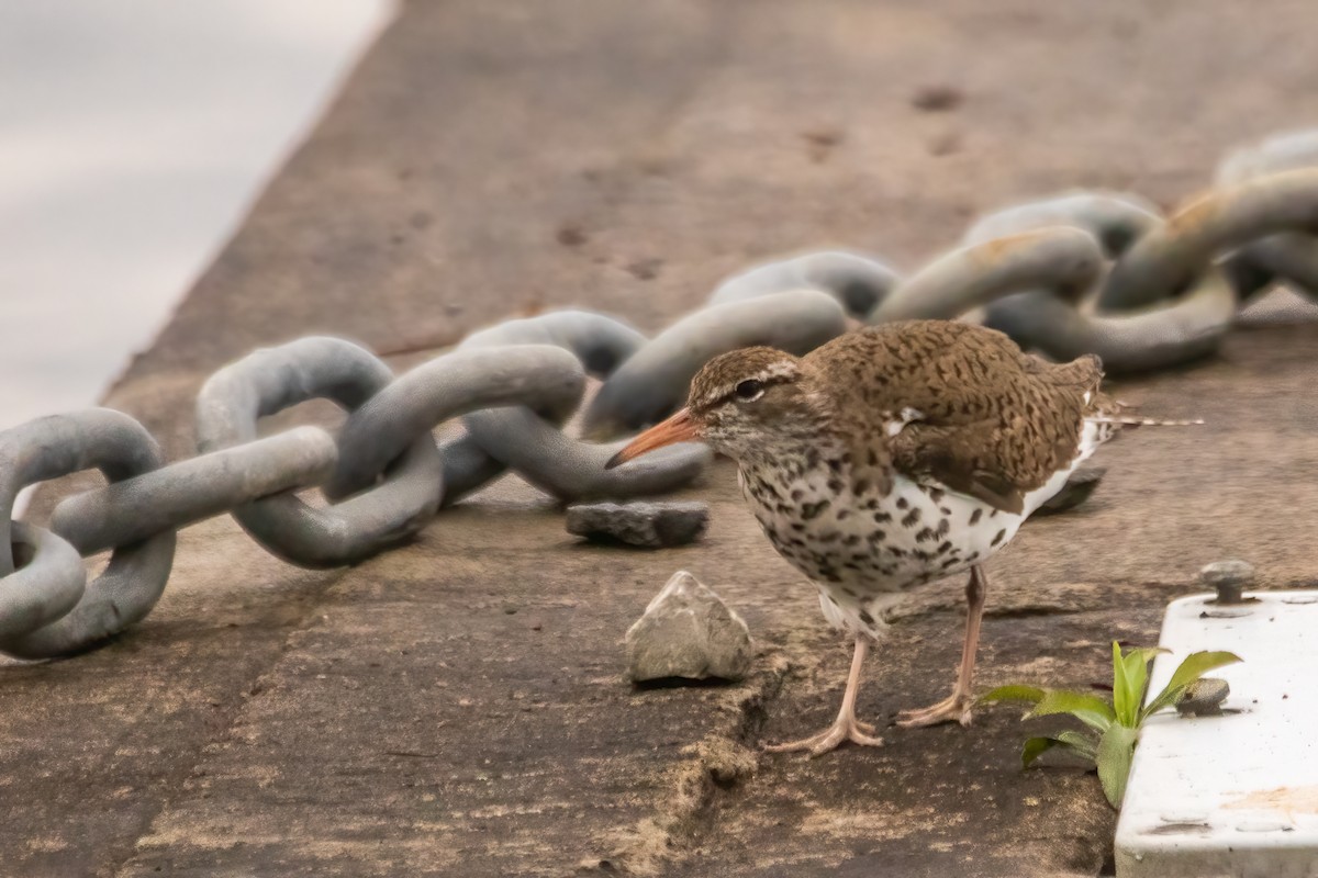 Spotted Sandpiper - ML619051865