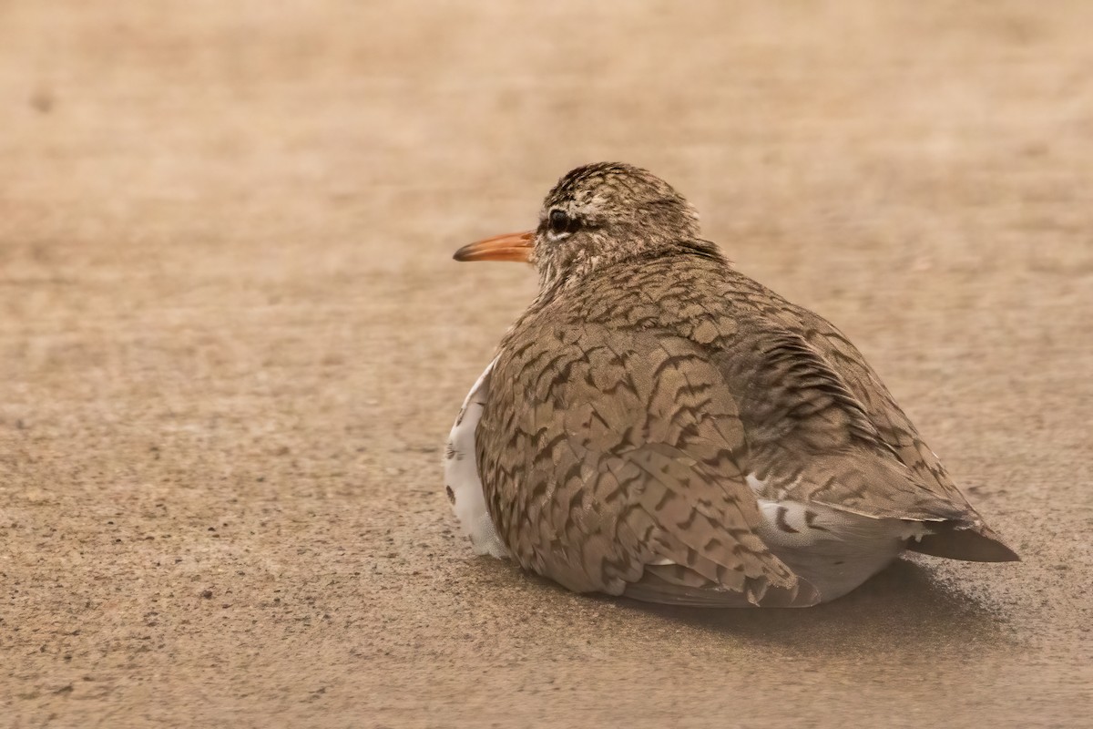 Spotted Sandpiper - ML619051866