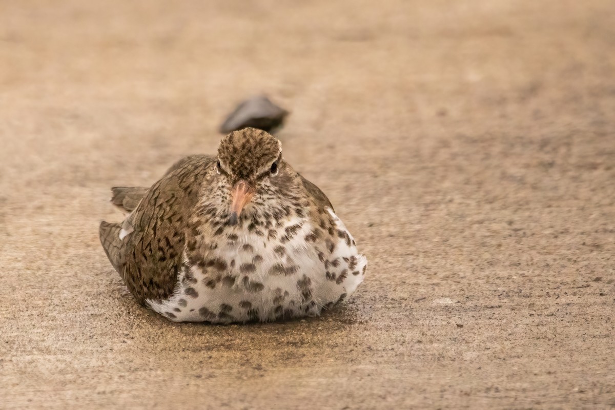 Spotted Sandpiper - ML619051867