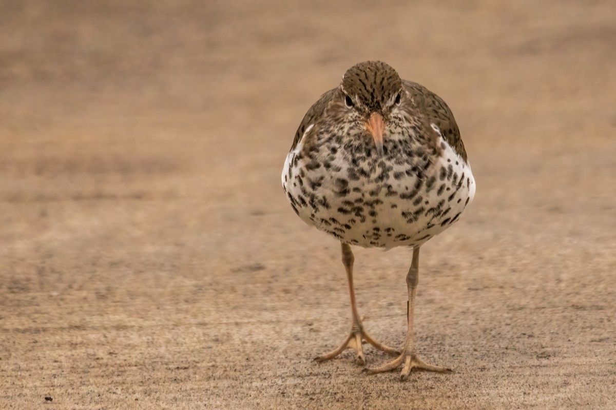 Spotted Sandpiper - ML619051869