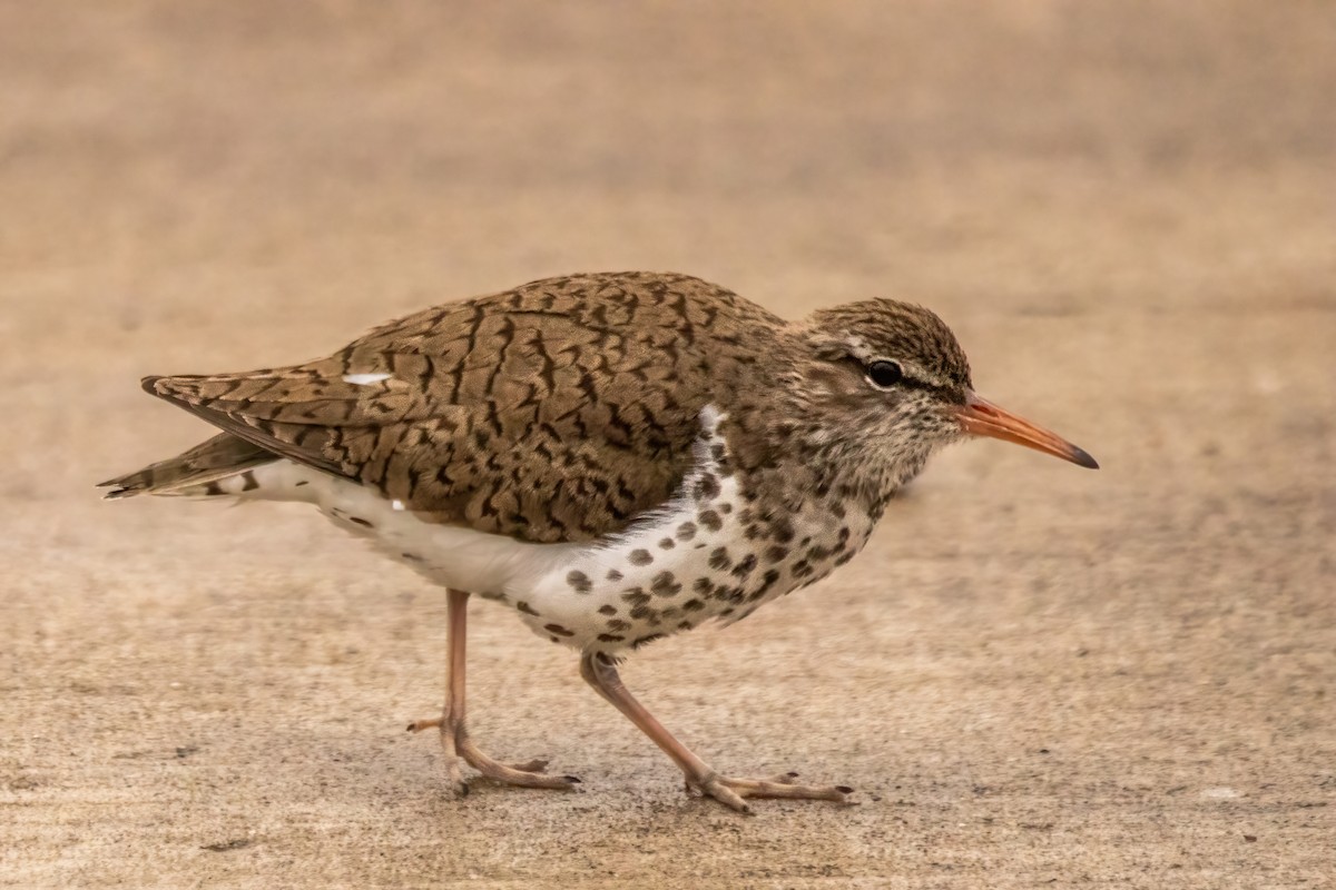 Spotted Sandpiper - ML619051870