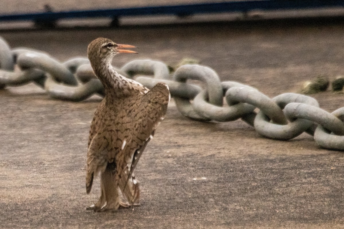 Spotted Sandpiper - Marc Boisvert