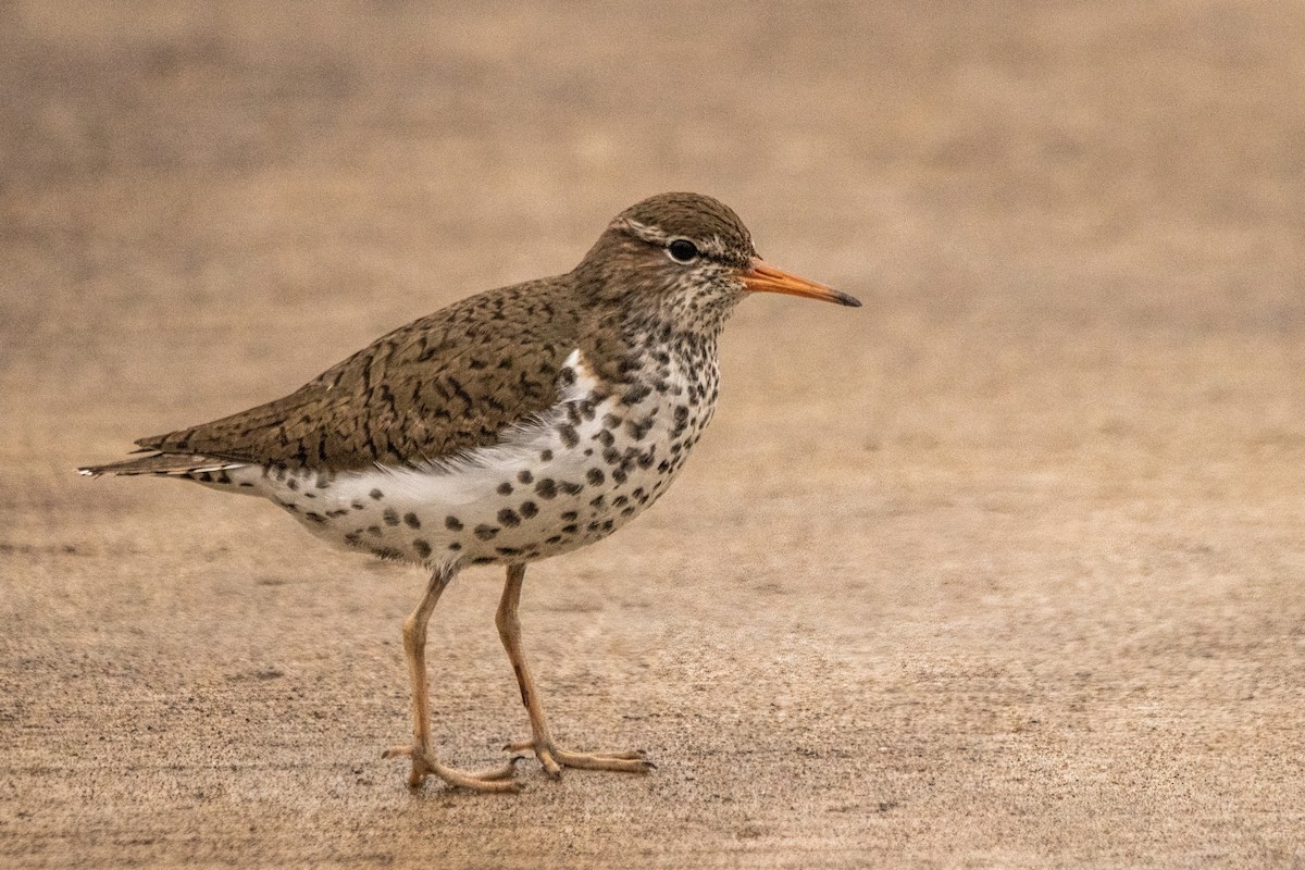 Spotted Sandpiper - ML619051872