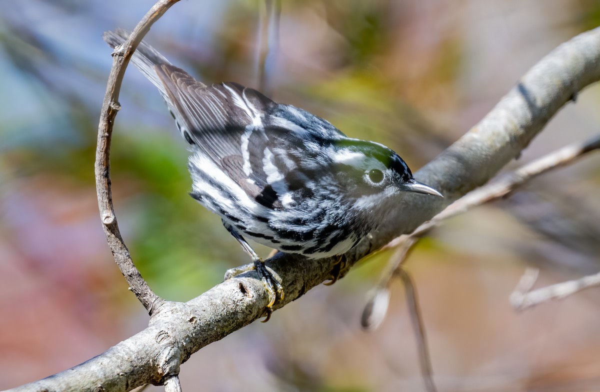 Black-and-white Warbler - Jim Carroll