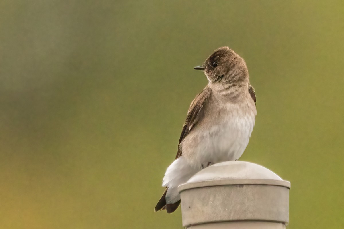 Northern Rough-winged Swallow - Marc Boisvert