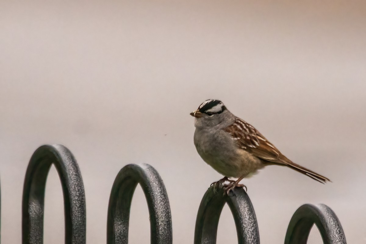 White-crowned Sparrow - ML619051889