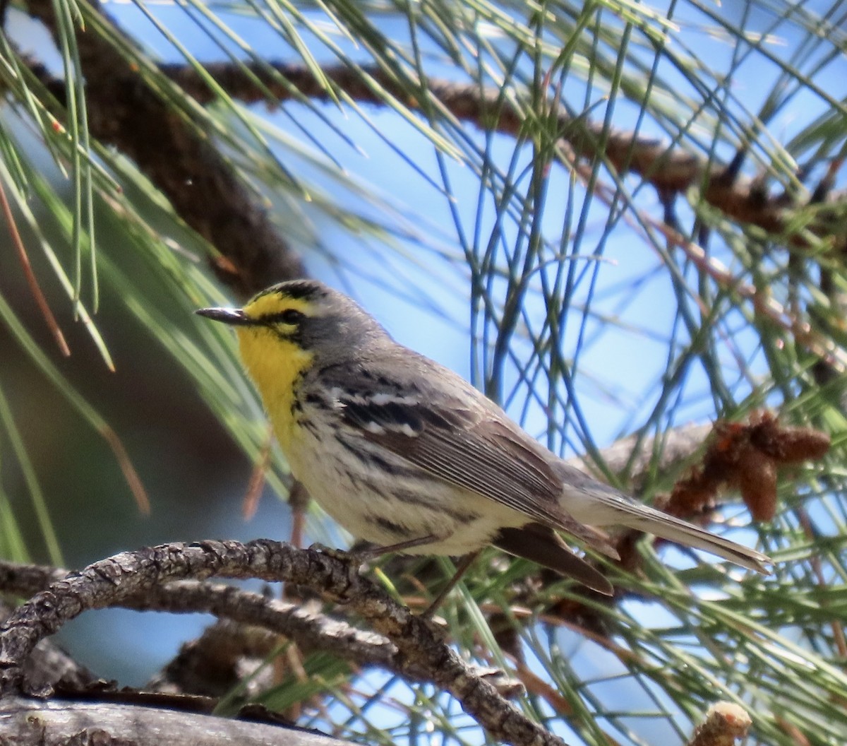 Grace's Warbler - Charlotte (Charlie) Sartor