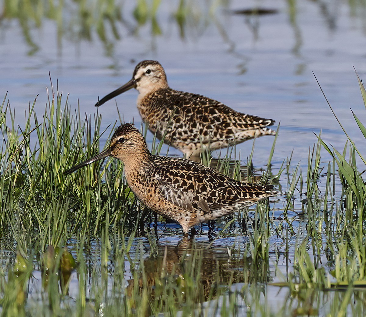 Short-billed/Long-billed Dowitcher - ML619051912