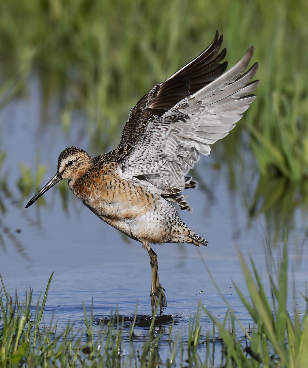 Short-billed Dowitcher - ML619051932