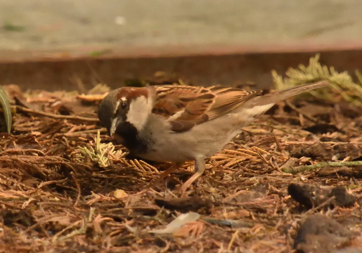 House Sparrow - Mu Sano