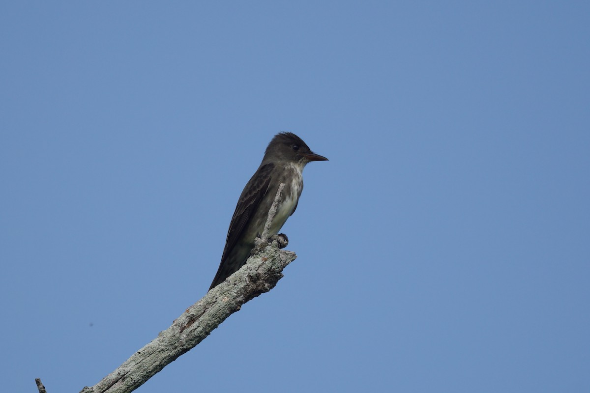 Olive-sided Flycatcher - Chase Wilson