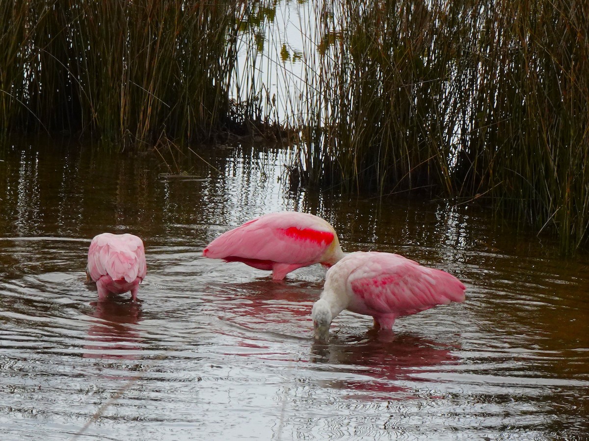 Roseate Spoonbill - ML619051997