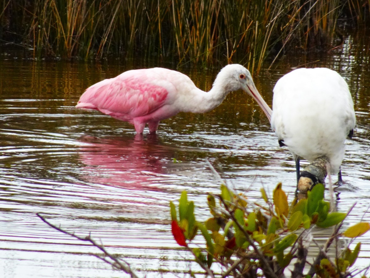 Roseate Spoonbill - ML619051999