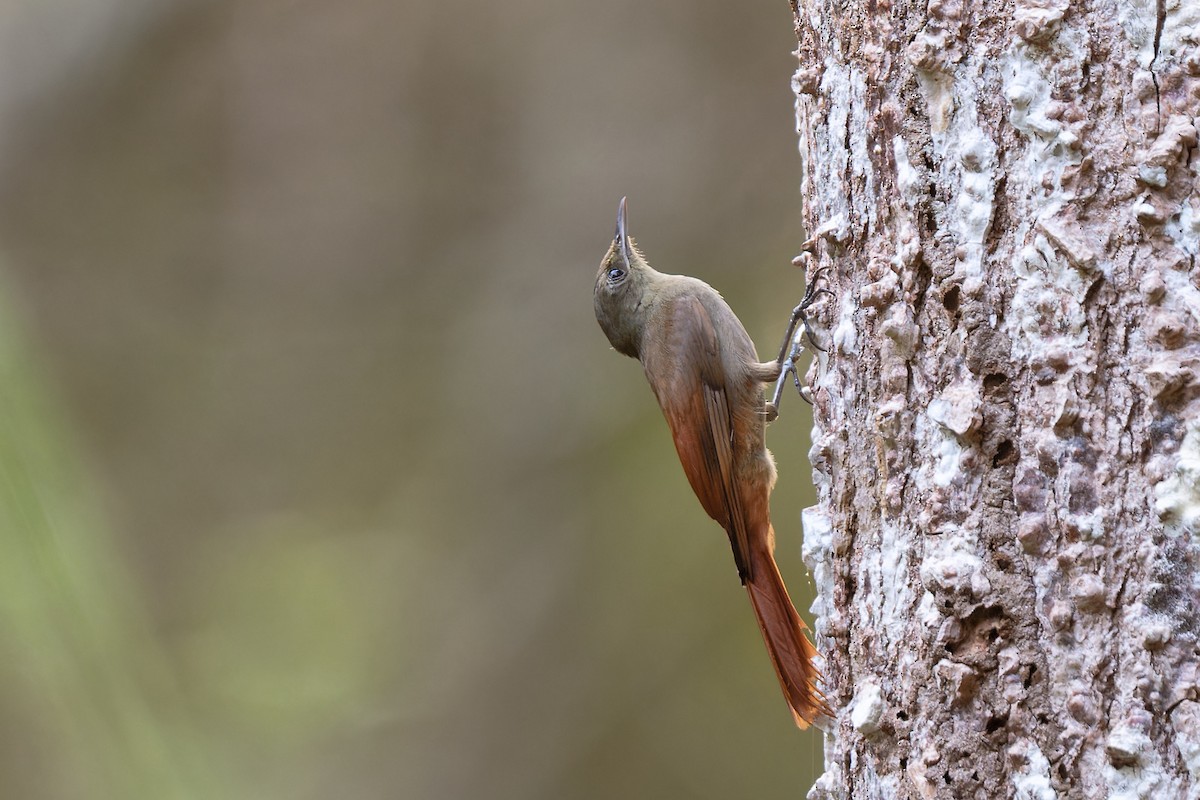 Olivaceous Woodcreeper - Zbigniew Wnuk