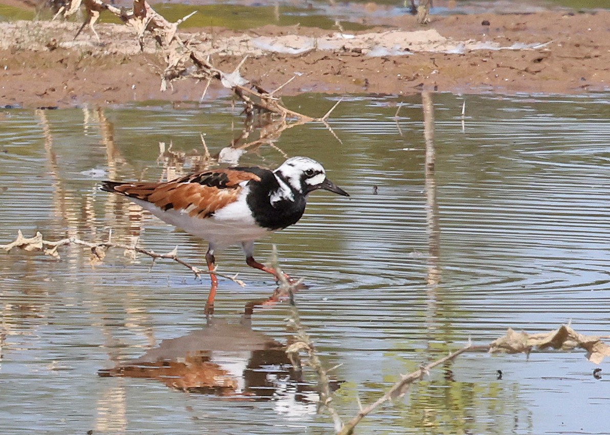 Ruddy Turnstone - Dale Clark