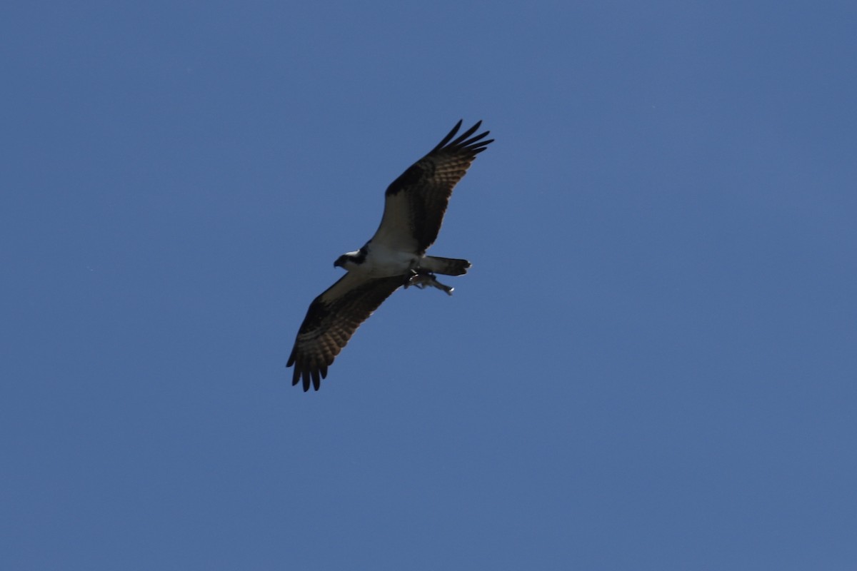 Águila Pescadora - ML619052058