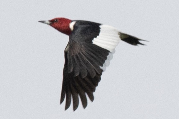 Red-headed Woodpecker - David Brown