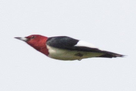 Red-headed Woodpecker - ML619052079