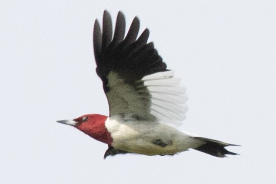Red-headed Woodpecker - ML619052080