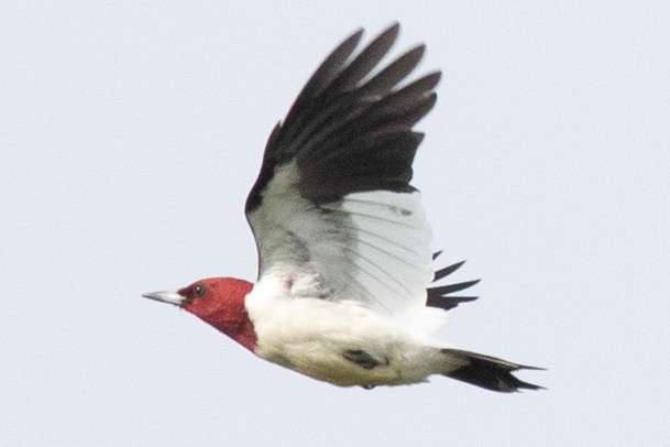 Red-headed Woodpecker - ML619052081