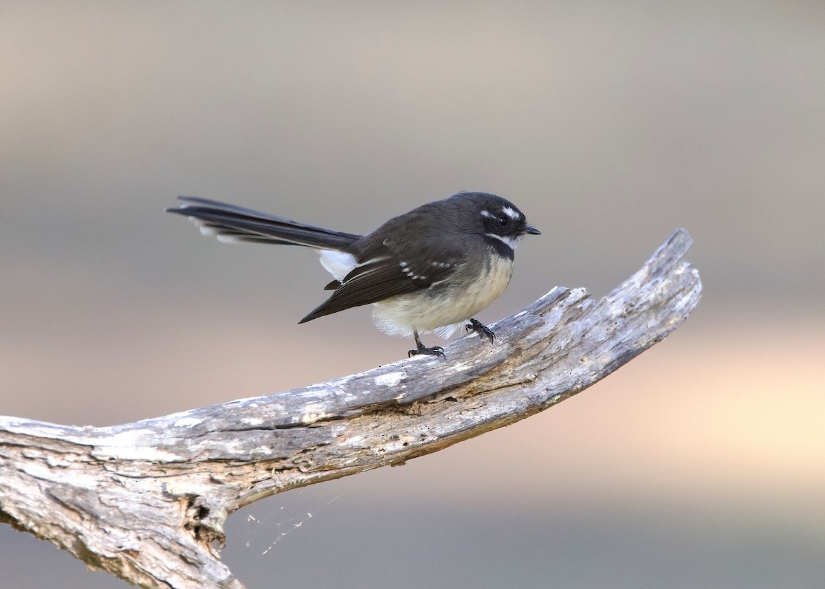 Gray Fantail - Rachel Lawrence