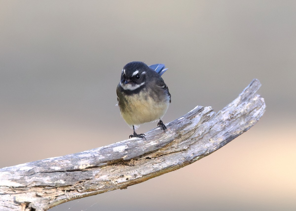 Gray Fantail - ML619052102