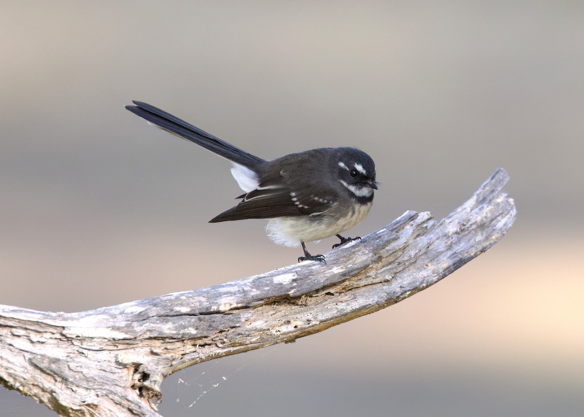 Gray Fantail - Rachel Lawrence