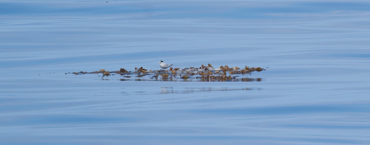 Least Tern - Jane Mygatt