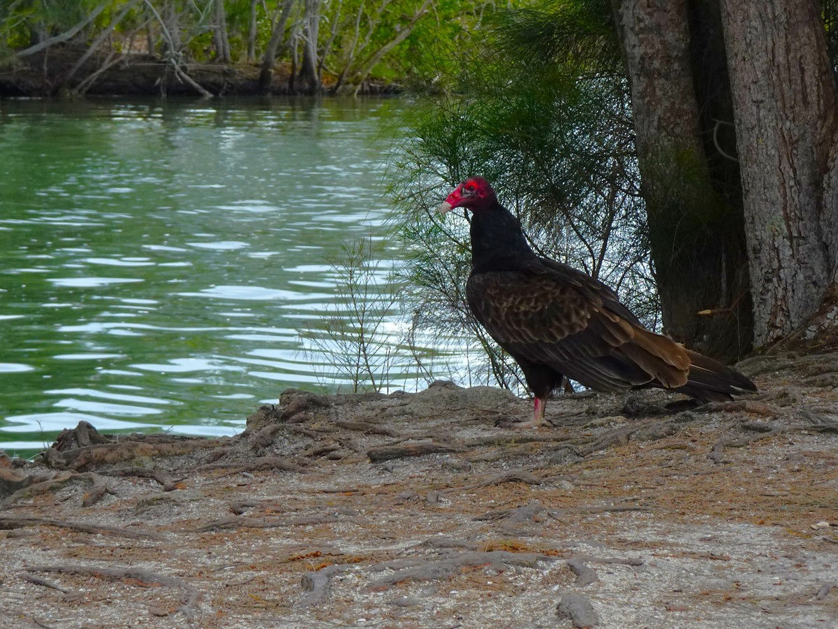 Turkey Vulture - ML619052141