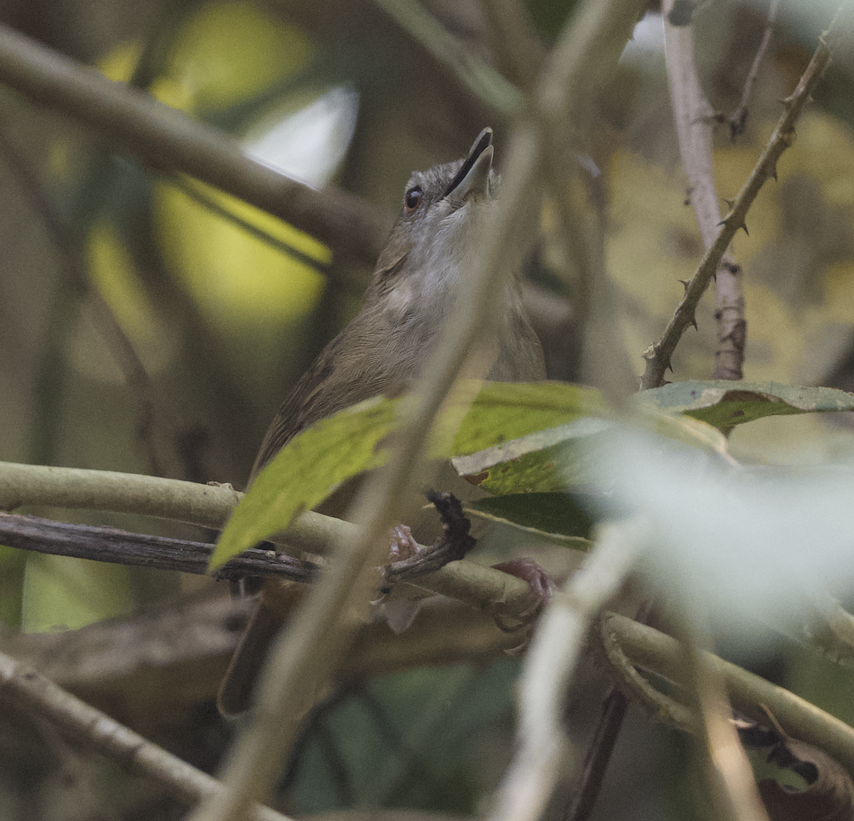 Abbott's Babbler - ML619052146