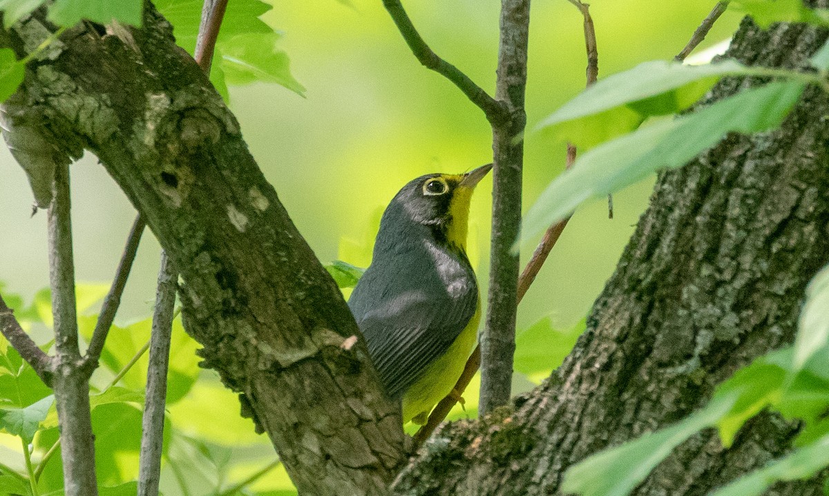 Canada Warbler - Todd Mitchell