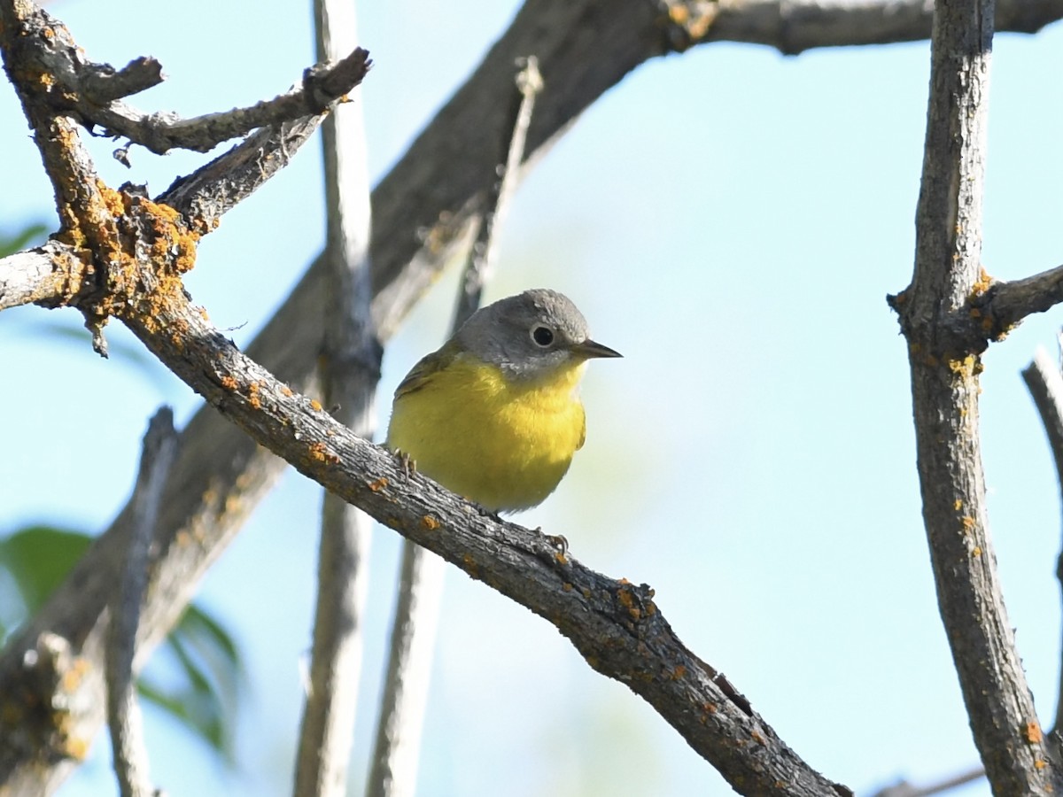 Nashville Warbler - ML619052167