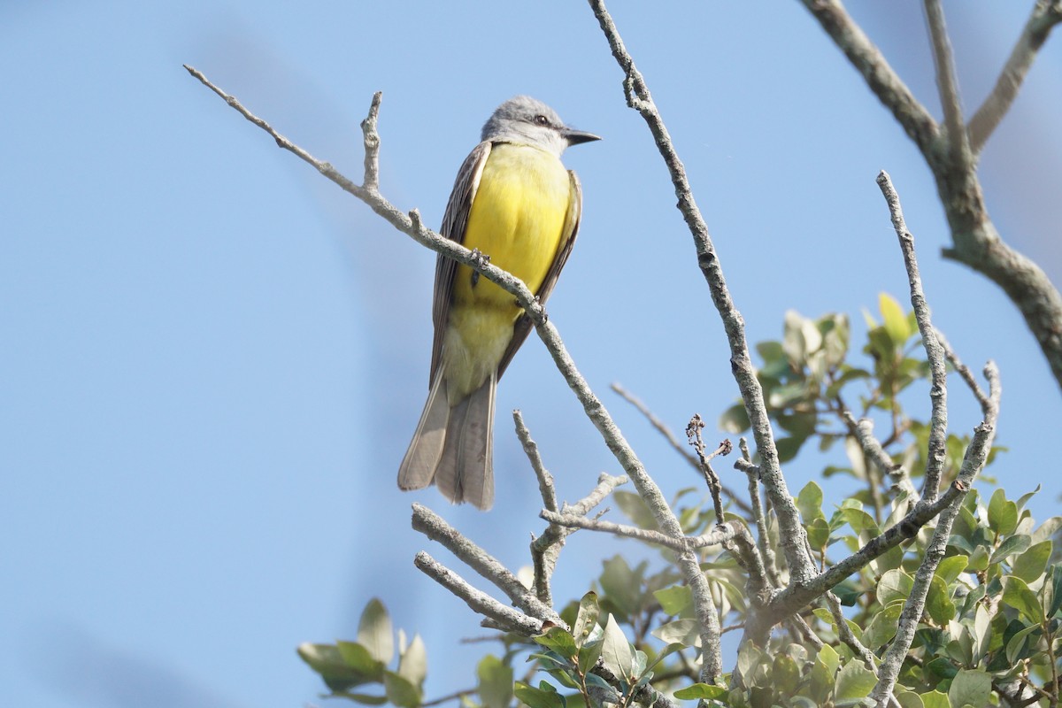 Couch's Kingbird - Chase Wilson