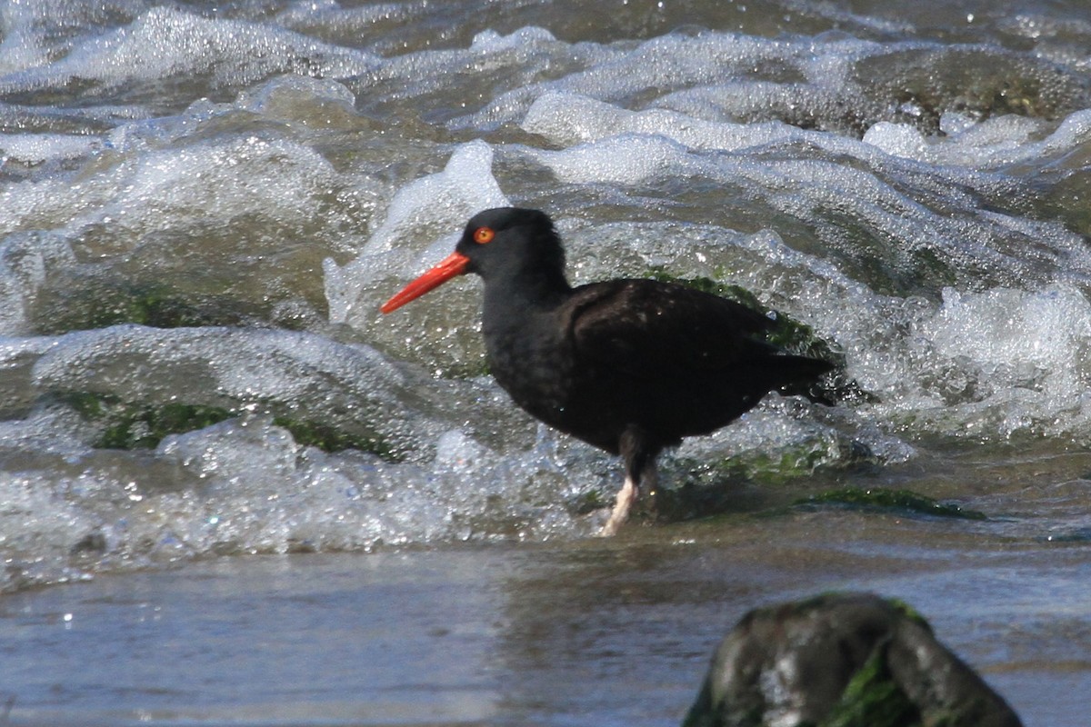 Black Oystercatcher - ML619052191