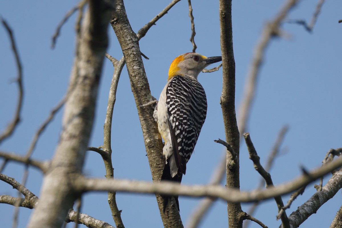 Golden-fronted Woodpecker - Chase Wilson