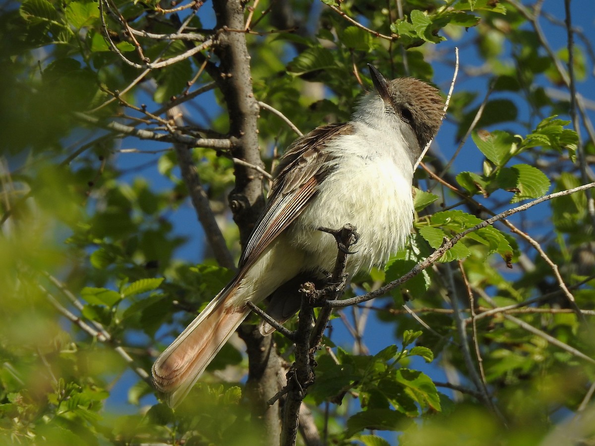 Ash-throated Flycatcher - ML619052223