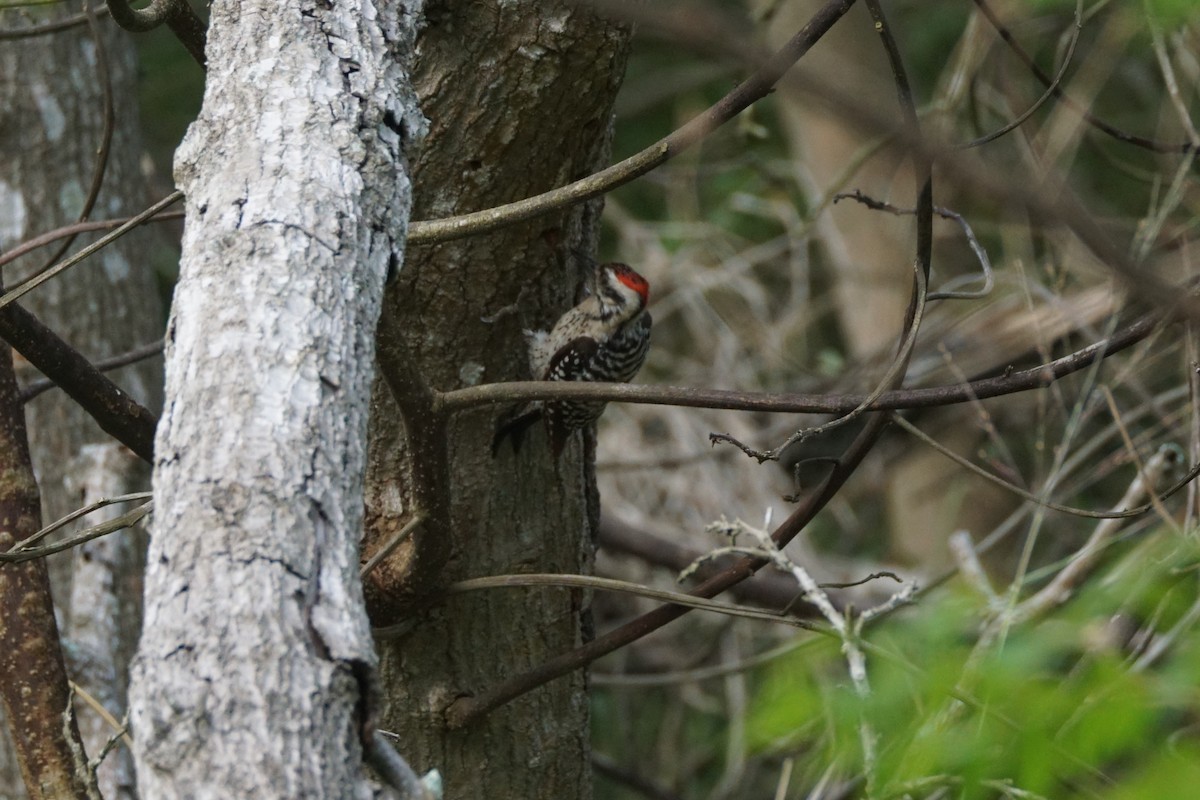 Ladder-backed Woodpecker - Chase Wilson