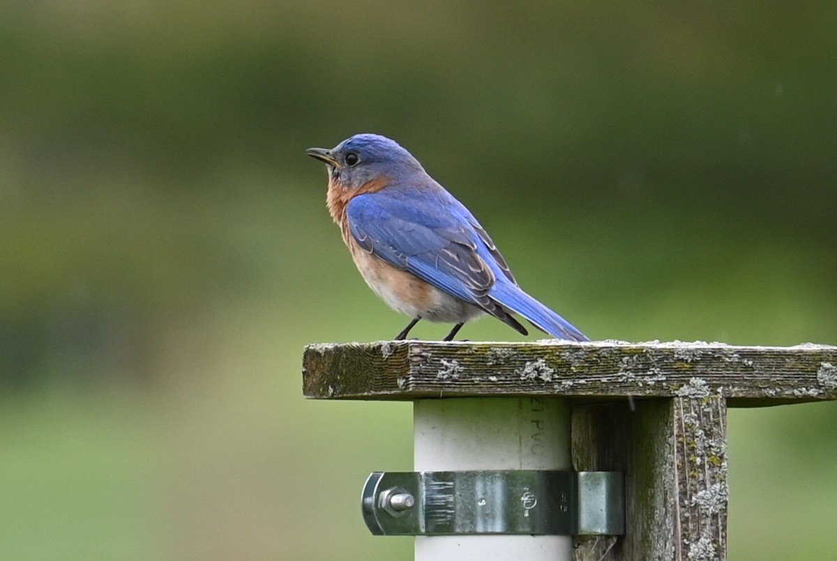 Eastern Bluebird - Lisa Draper