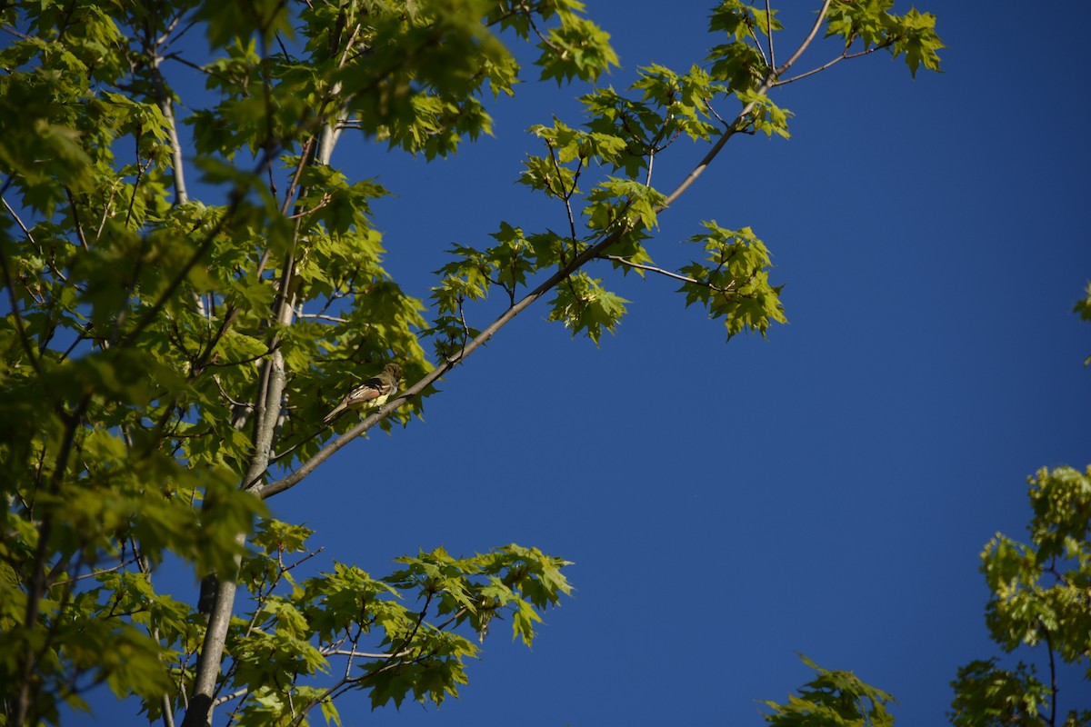 Great Crested Flycatcher - ML619052257